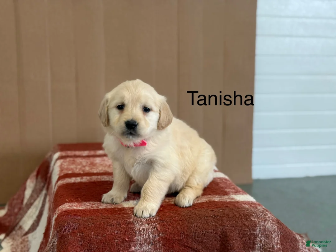 Golden Retriever dogs for sale: Tanisha - Ad 1