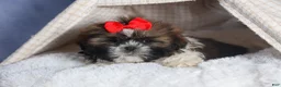 Shih Tzu dogs for sale: CHARLIE - Ad 14