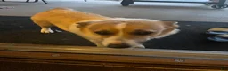 Mixed Breed dogs for sale: August  - Ad 10