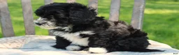 Havapoo dogs for sale: Toby - Ad 3