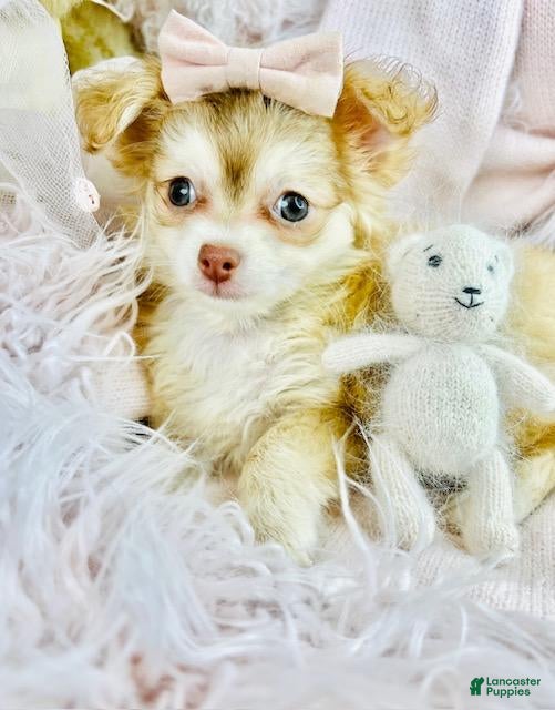 Chihuahua dogs Chihuahua Puppy 1 - Ad 10