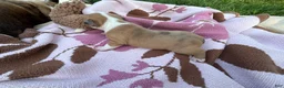 Frenchton dogs for sale: Kit - Ad 6