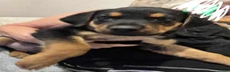 Mixed Breed dogs for sale: Negrito - Ad 2