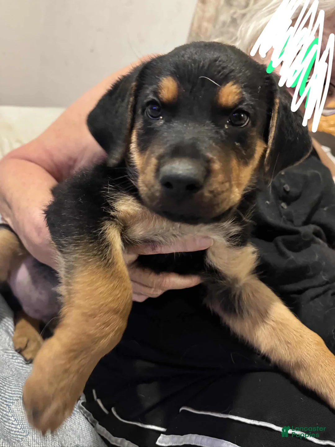 Mixed Breed dogs for sale: Negrito - Ad 2