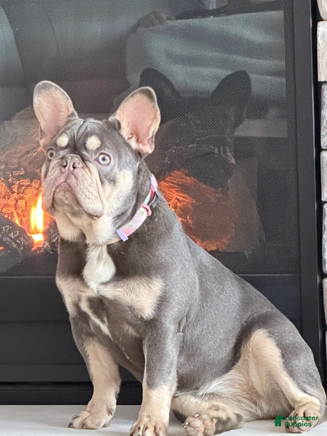French Bulldog dogs for sale: French Bulldog Puppy 1 - Ad 4