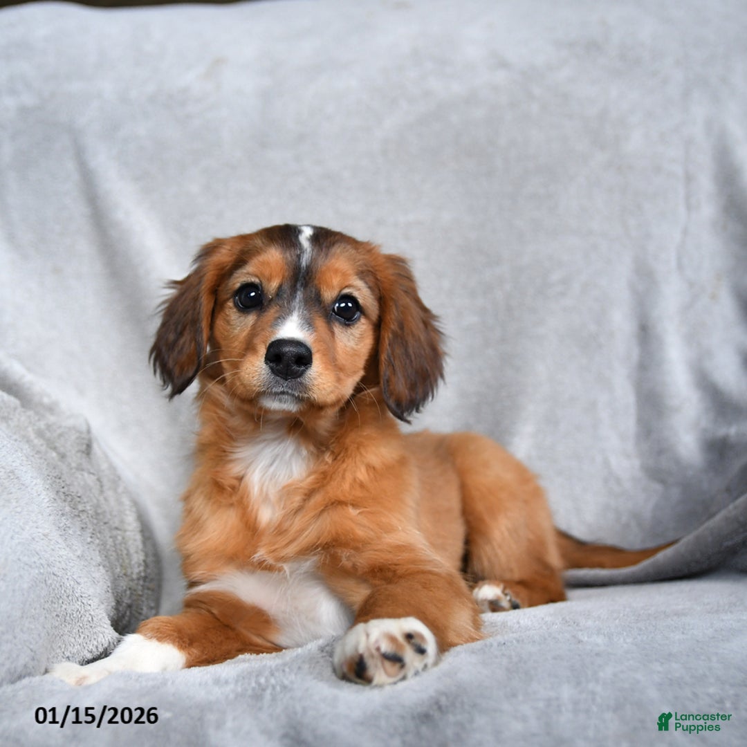 Mixed Breed dogs for sale: Beauty - Ad 1