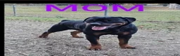 Rottweiler dogs for sale: Millie Grace - Ad 5