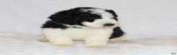 Mini Goldendoodle dogs for sale: Ryan - Ad 4