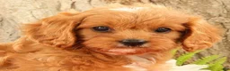 Cavapoo dogs for sale: Jenny - Ad 8