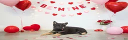 German Shepherd dogs for sale: Maverick - Ad 7