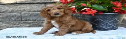 Goldendoodle dogs for sale: Nacho - Ad 5