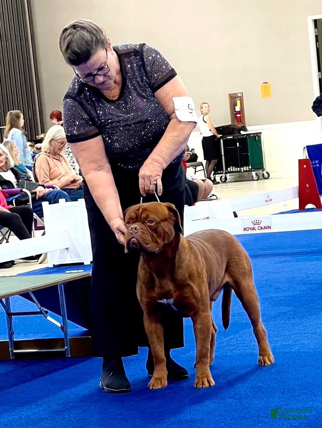 Dogue De Bordeaux dogs for sale: Dogue De Bordeaux Puppy 1 - Ad 5