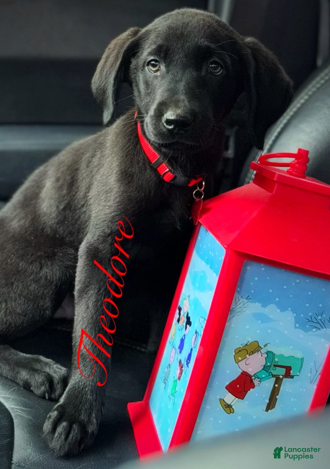 Labrador Retriever dogs for sale: Labrador Retriever Puppy 1 - Ad 3