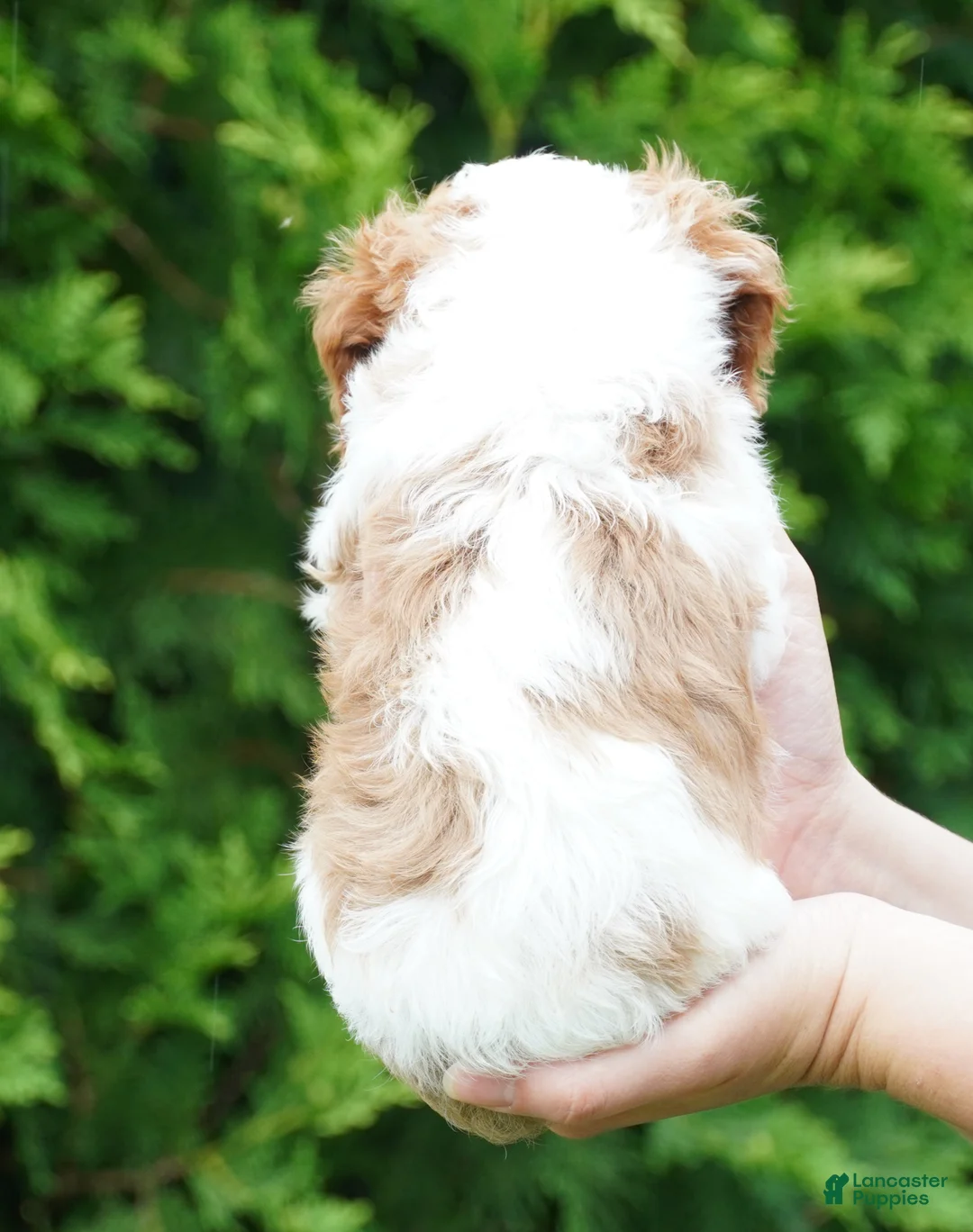 Cavachon dogs for sale: Bailey - Ad 4