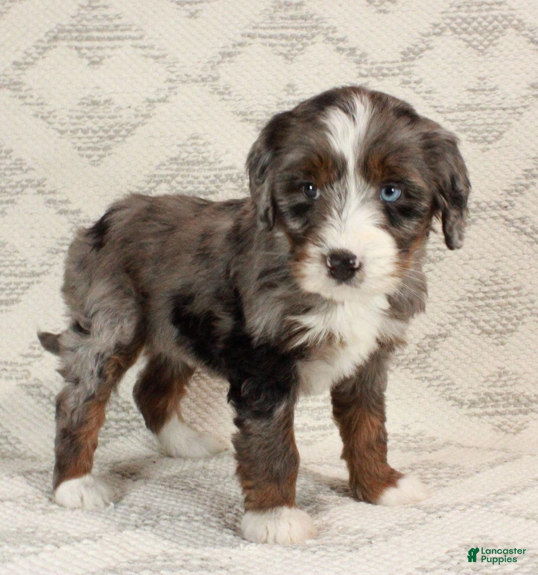 Bernedoodle dogs for sale: Bella - Ad 3