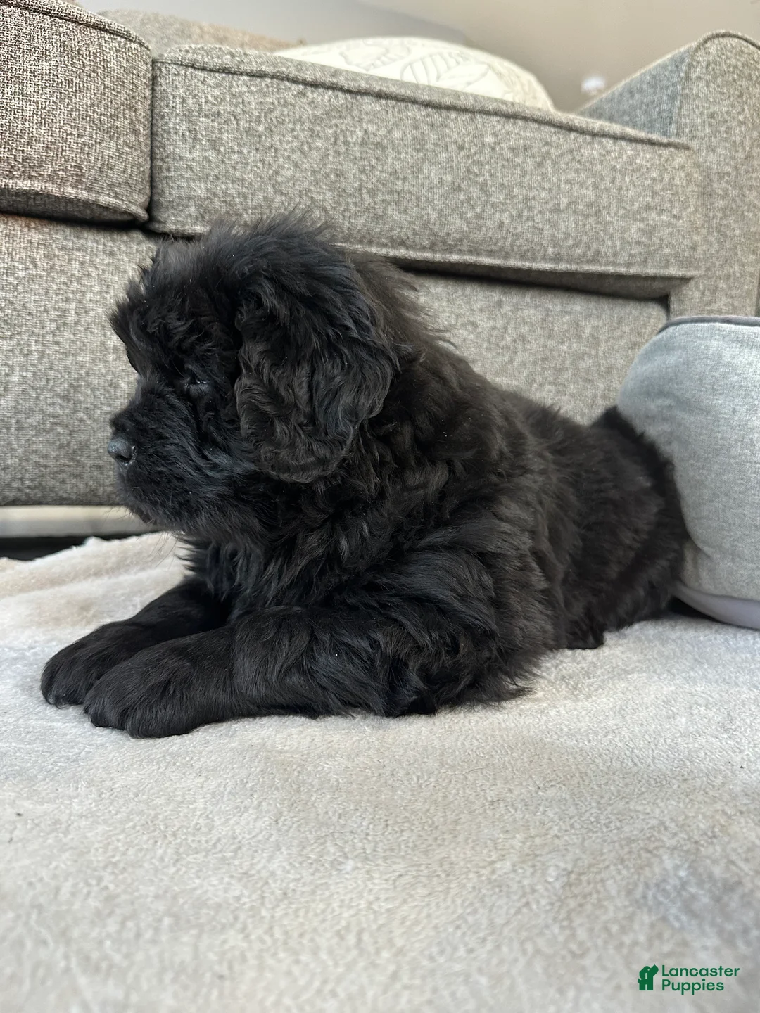 Newfoundland dogs for sale: “ Margo”  - Ad 4