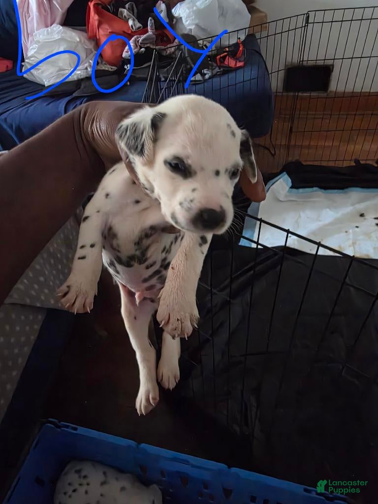 Dalmatian dogs Boy 5 - Ad 8
