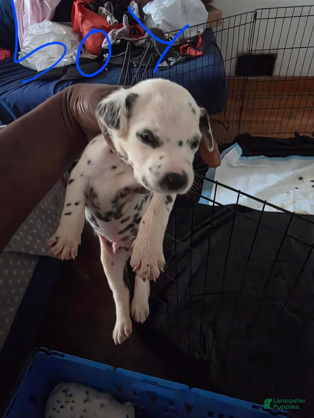 Dalmatian dogs for sale: Boy 5 - Ad 1