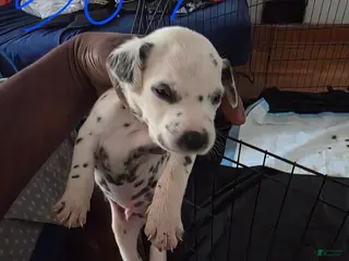 Dalmatian dogs Boy 5 - Ad 8
