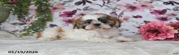 Shih Tzu dogs for sale: Sheila - Ad 1