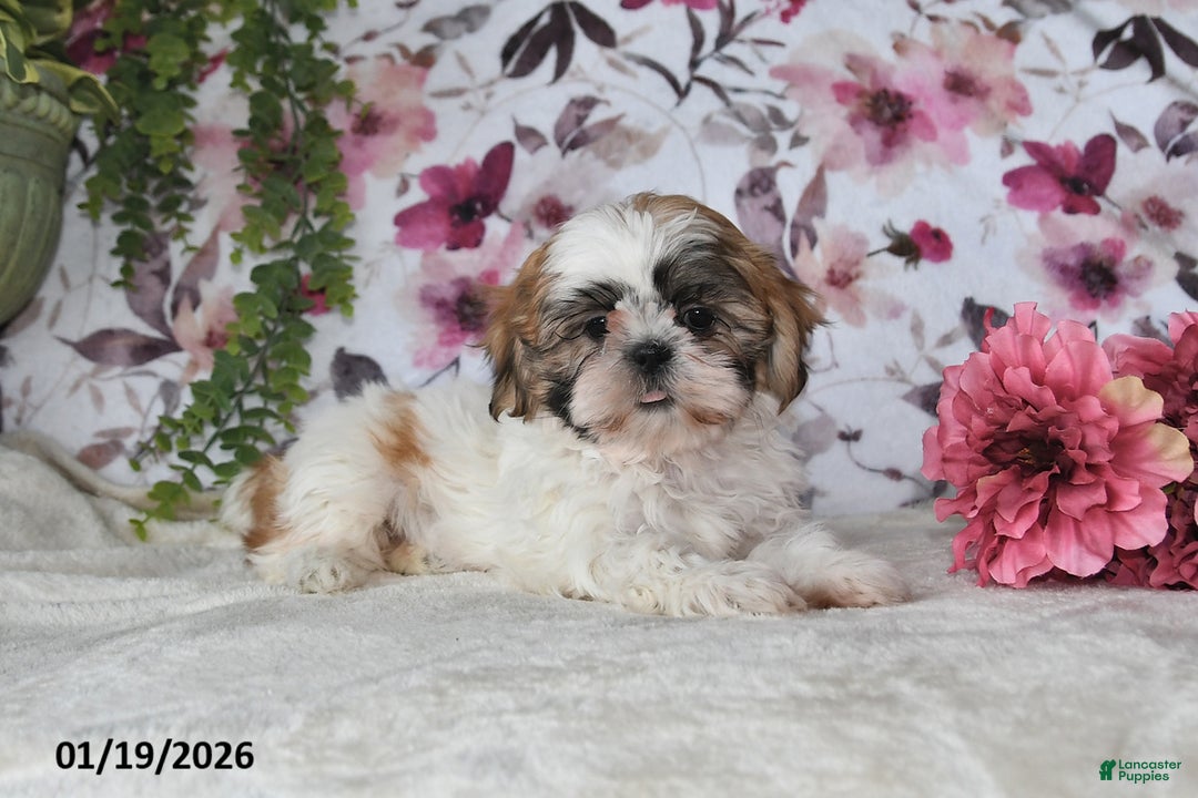 Shih Tzu dogs for sale: Sheila - Ad 1