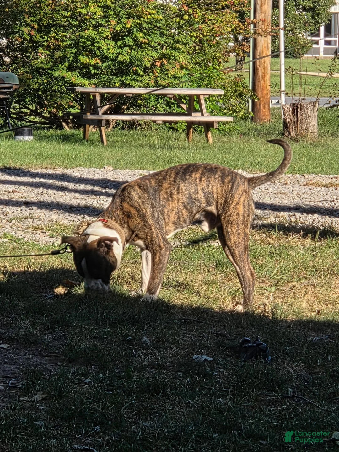 American Staffordshire Terrier dogs for sale: American Staffordshire Terrier 1 - Ad 3