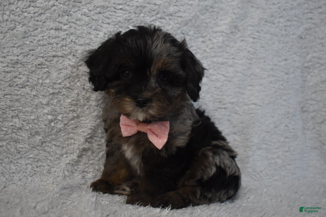 Cavachon dogs for sale: Riley  - Ad 4