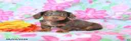 Dachshund dogs for sale: Chase - Ad 2