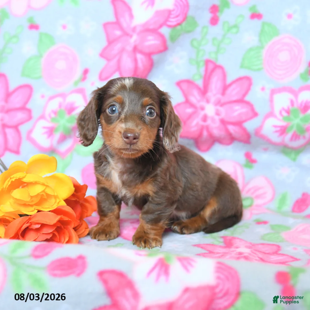 Dachshund dogs for sale: Chase - Ad 2