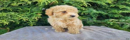 Mini Bernedoodle dogs for sale: Liam - Ad 14