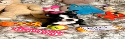 Boston Terrier dogs for sale:  Lilly - Ad 3