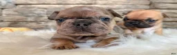 French Bulldog dogs for sale: Daisey - Ad 7