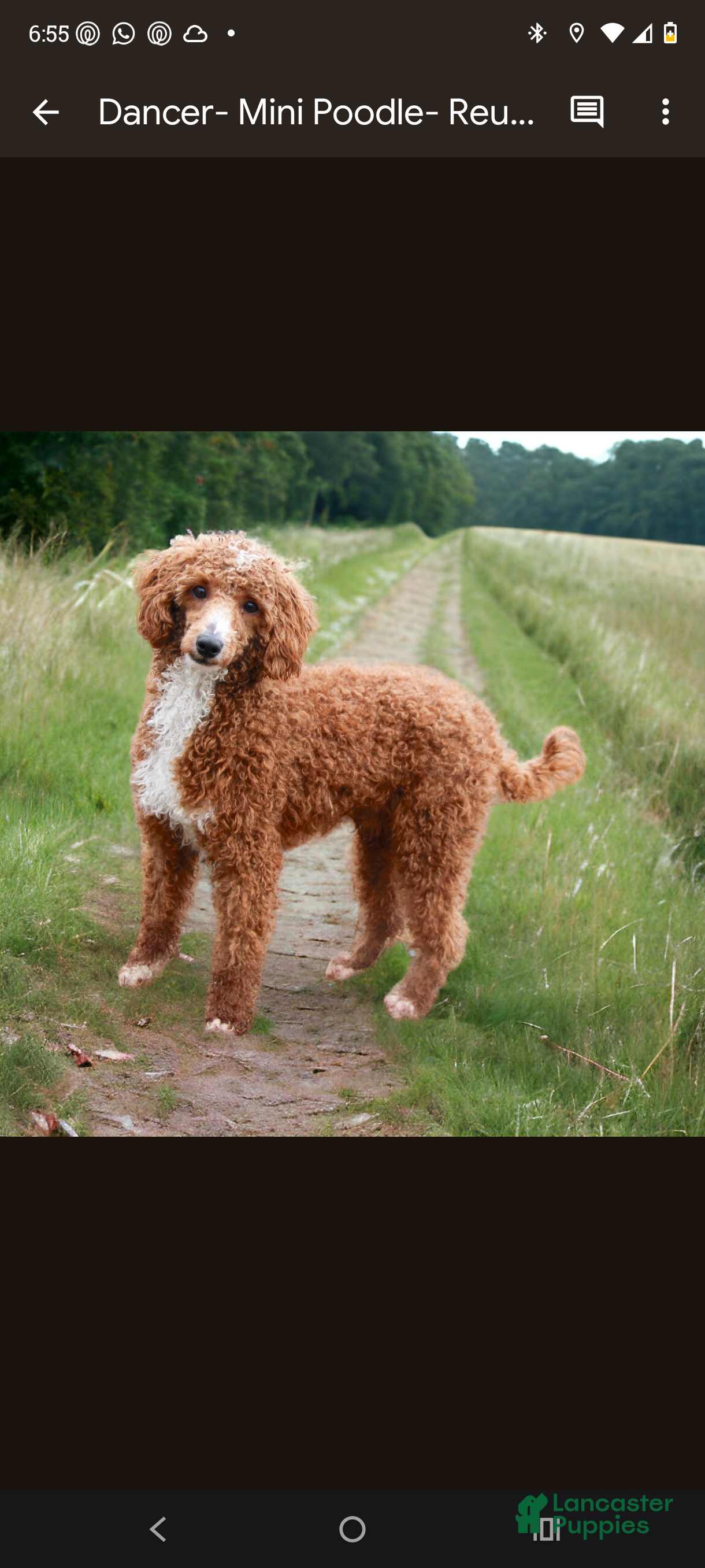 Labradoodle dogs  F1bb Baxter - Ad 2
