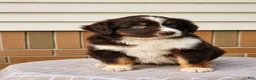 Miniature Australian Shepherd dogs for sale: Rosa - Ad 3