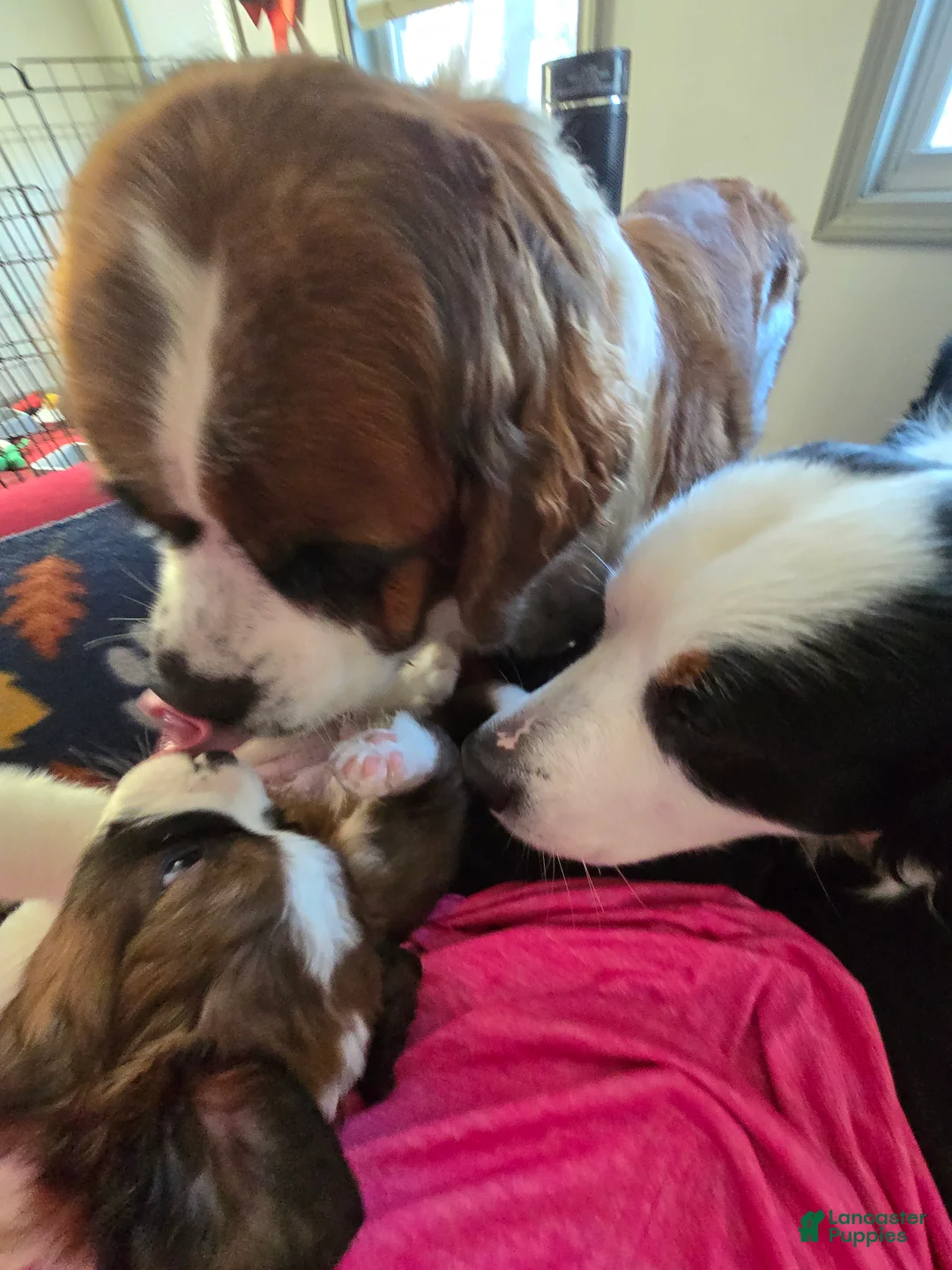 Mixed Breed dogs for sale: Scarlet - Ad 8