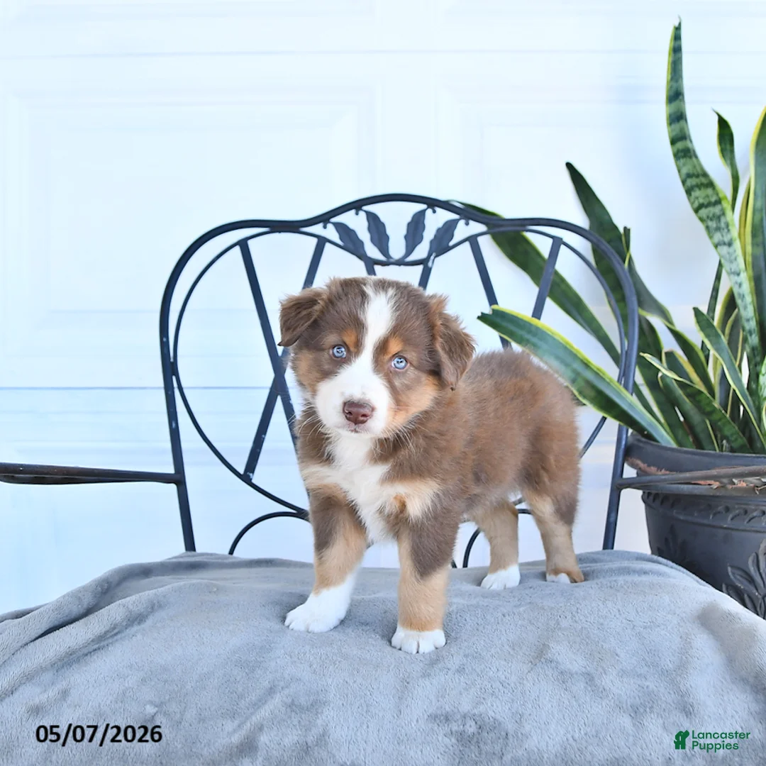 Australian Shepherd dogs for sale: Austin - Ad 2