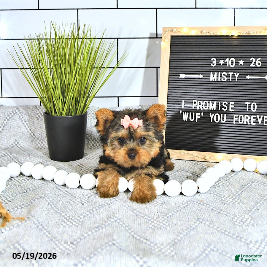 Yorkshire Terrier dogs Misty - Ad 2