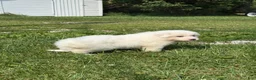 Great Pyrenees dogs for sale: Mrs Green  - Ad 4