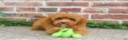 Cavapoo dogs for sale: Charles - Ad 3