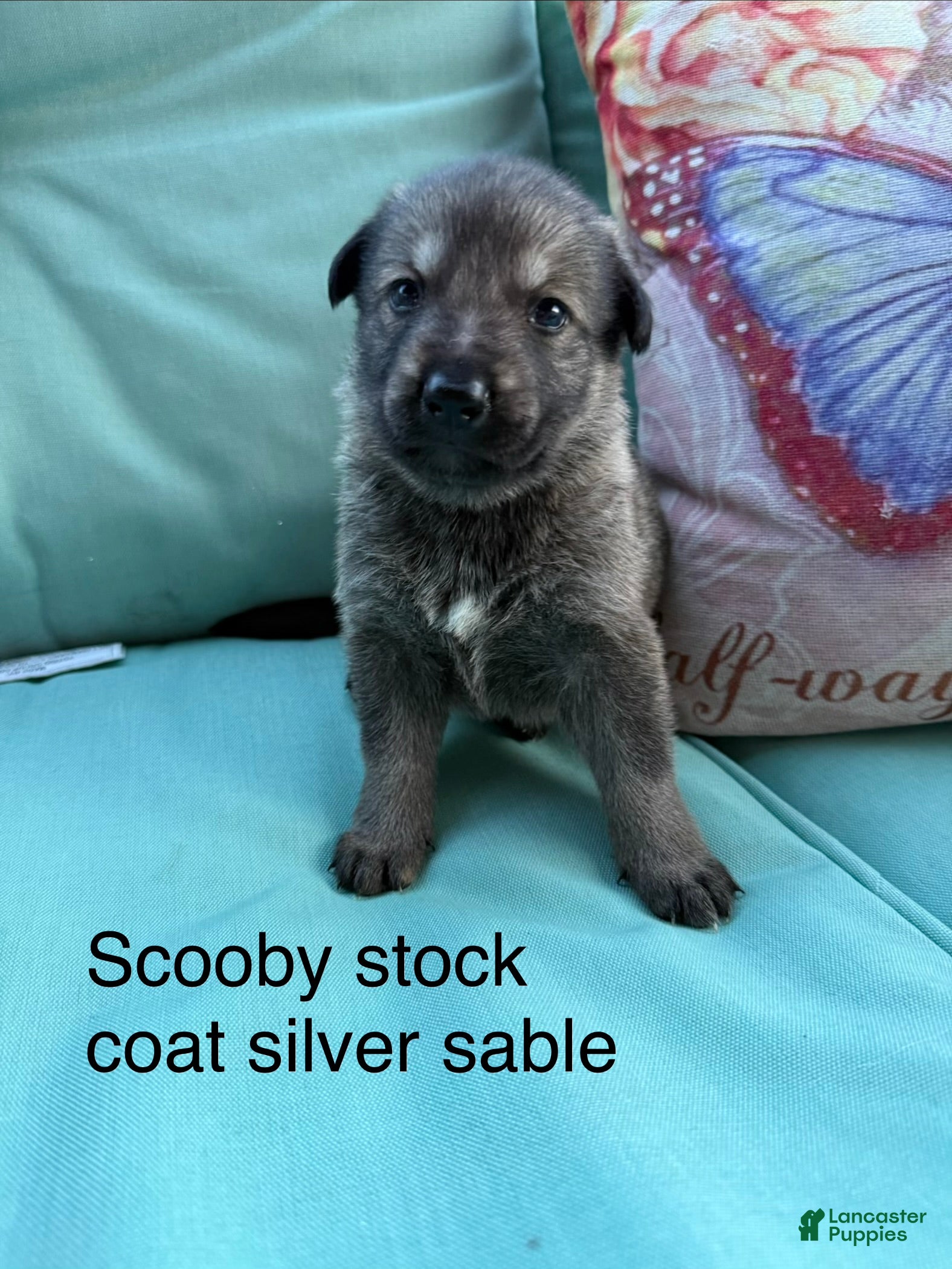 German Shepherd dogs Scooby - Ad 1