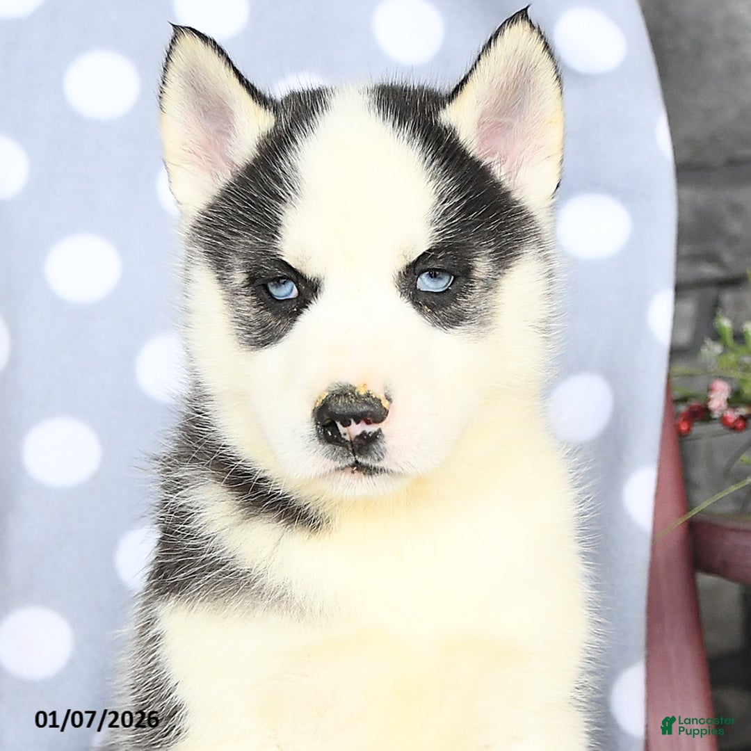 Siberian Husky dogs for sale: Ace - Ad 4