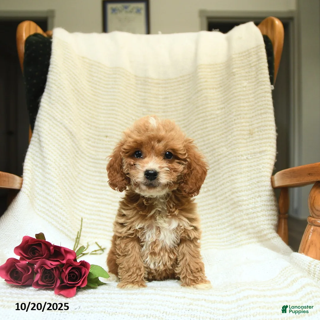 Cockapoo dogs for sale: Carter - Ad 13