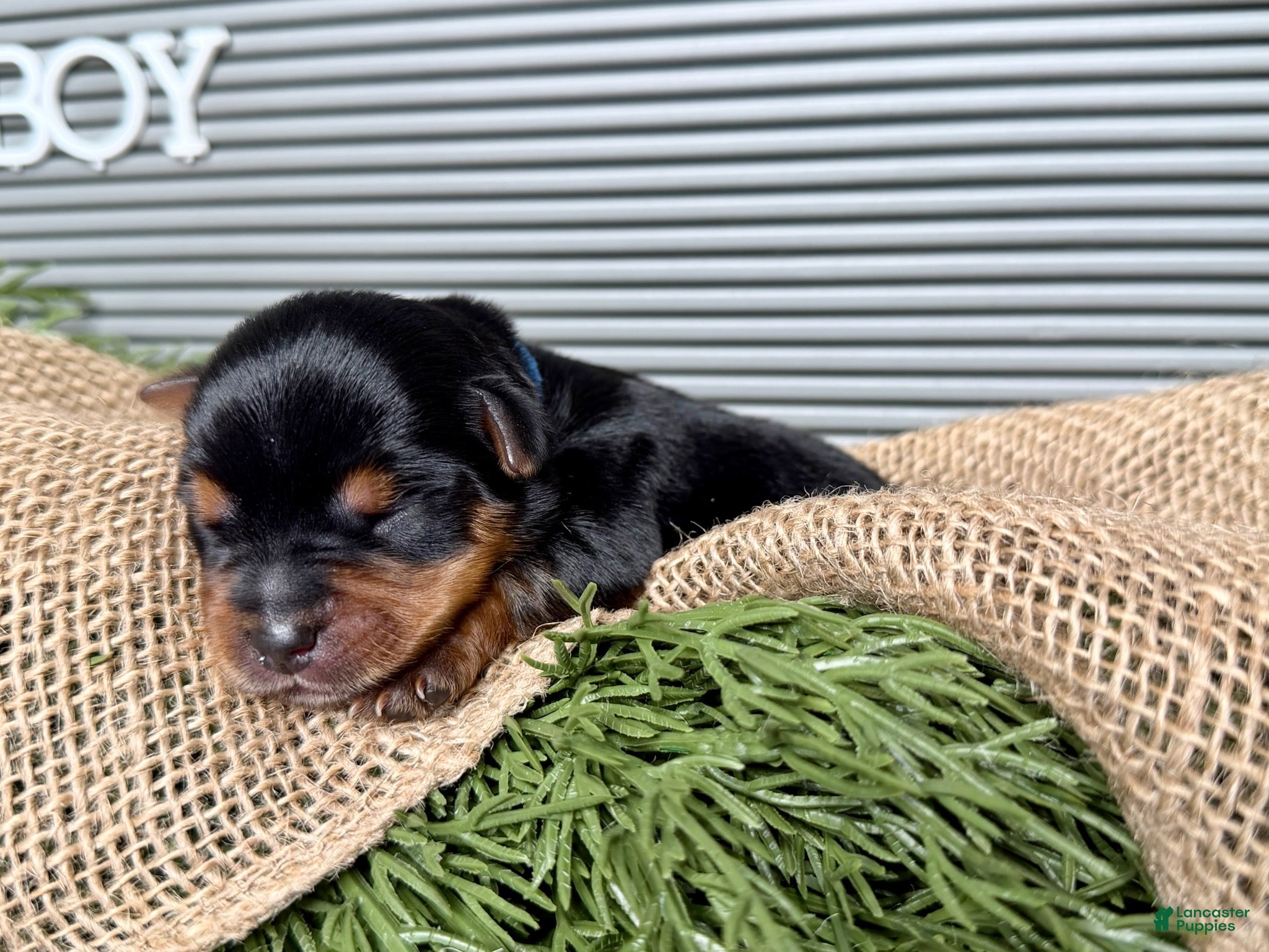 Yorkshire Terrier dogs Yorkshire Terrier Boy - Blue Collar - Ad 41