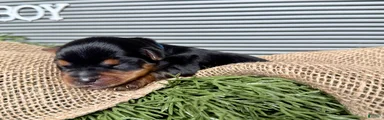 Yorkshire Terrier Boy - Blue Collar