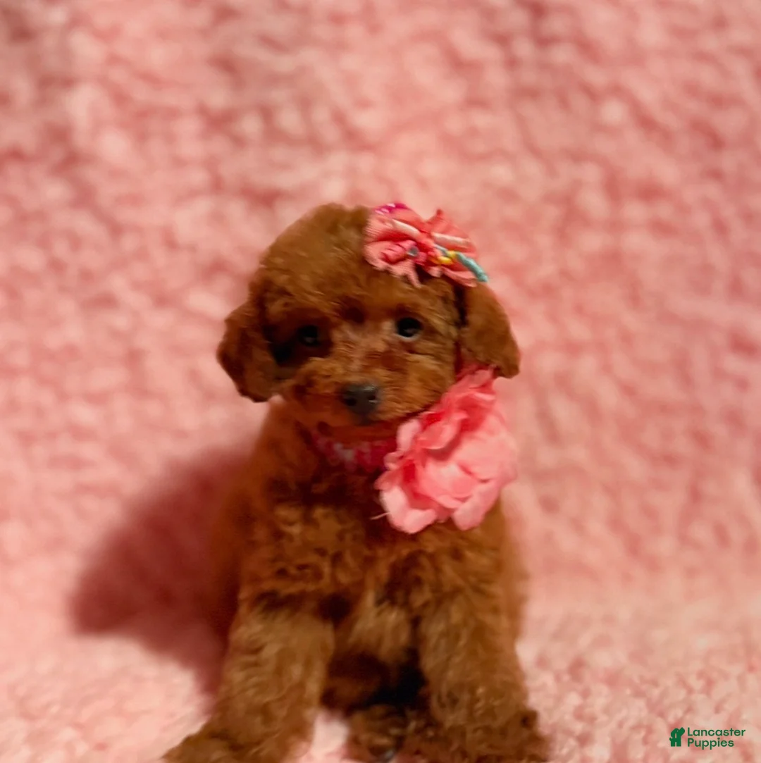 Toy Poodle dogs for sale: April tiny toy  - Ad 2