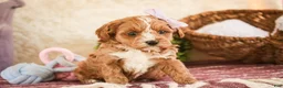 Cavapoo dogs for sale: Harper - Ad 4