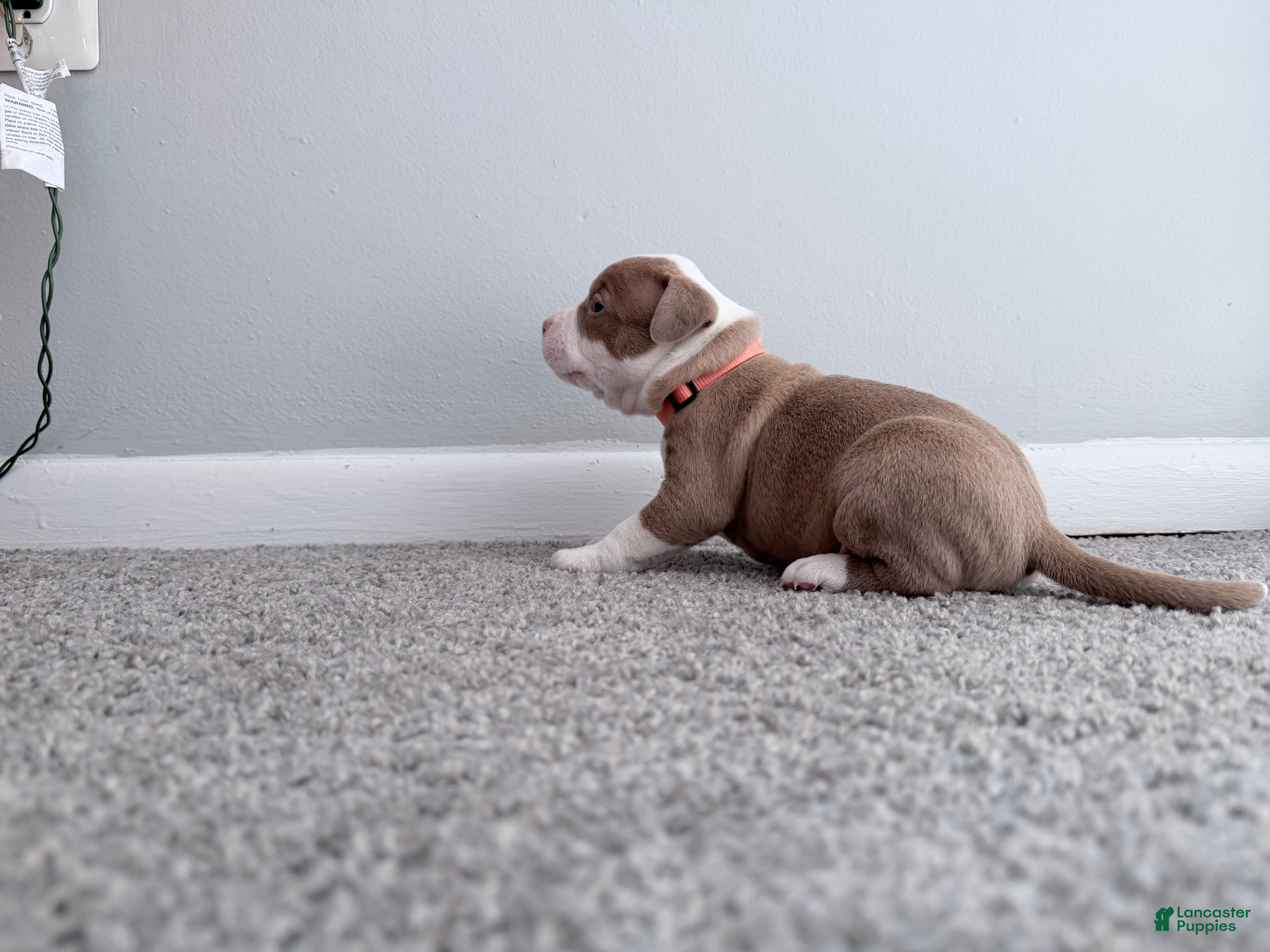 American Pit Bull Terrier dogs Spot - Ad 16