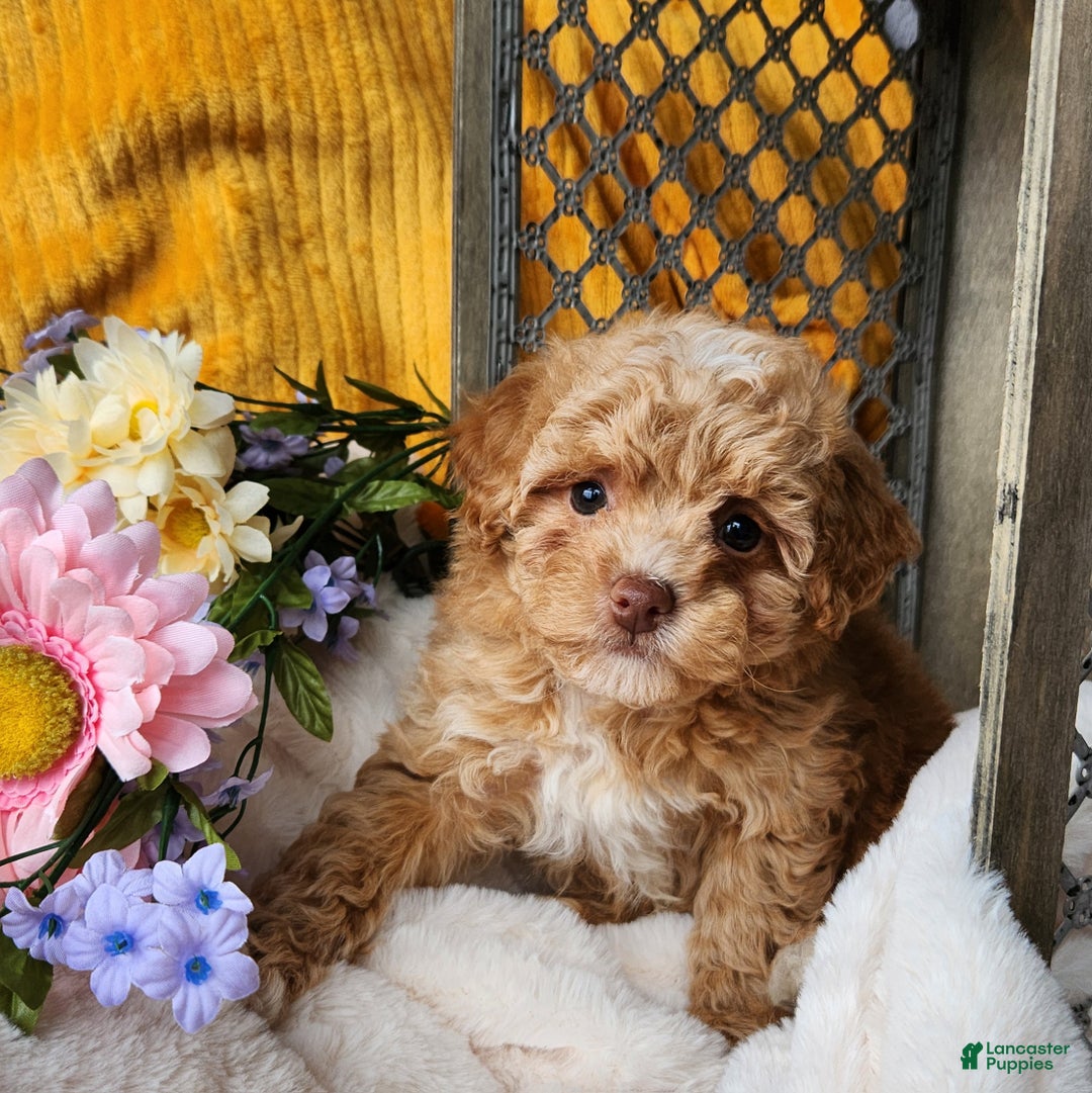Toy Poodle dogs for sale: Allie - Ad 4
