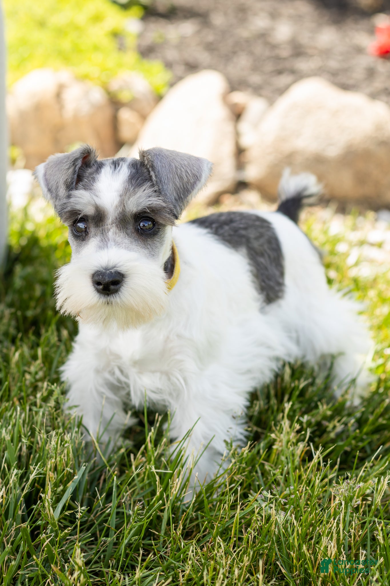 Miniature Schnauzer dogs Spot  - Ad 40
