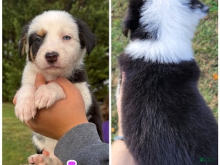 Mixed Breed dogs - Ad 34